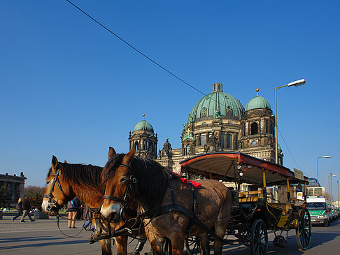 Fotos Dompferde | Berlin