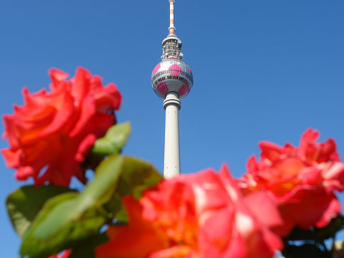 Fernsehturm und Rosen