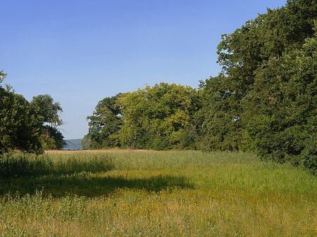 Wiese auf der Pfaueninsel Foto 