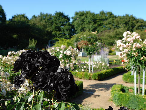 Foto Planten un Blomen - Rosengarten