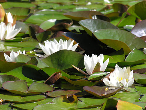 Fotos Planten un Blomen - Wasserkaskaden