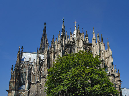 Kölner Dom mit Baum Foto 