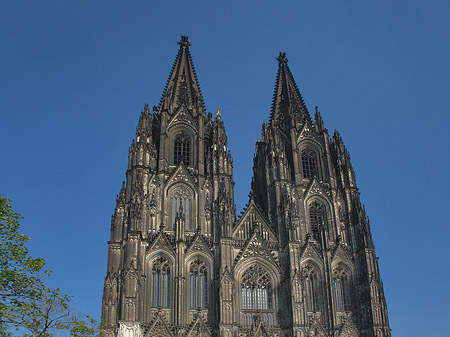 Kreuzblume vor Kölner Dom Foto 